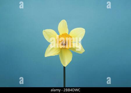 Gelbes Einzeldaffodil auf blauem Hintergrund. Minimale Vorderansicht Stockfoto