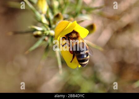 Honigbiene (Apris mellifera) foraging Stockfoto