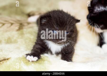 Bicolor schwarz-weiß Kätzchen schottisch, das Thema Hauskatzen Stockfoto