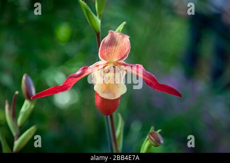 Nahaufnahme einer Irisblume im Phipps Conservatory Und Botanischer Garten Stockfoto