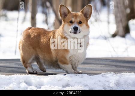 walisischer corgi-hund pembroke im Winter im Schnee, Winterfoto welsh corgi Stockfoto