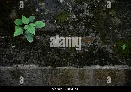 Grüne Pflanzen und ein kleineres Schießen wachsen an einer moosigen Ziegelwand. Stockfoto