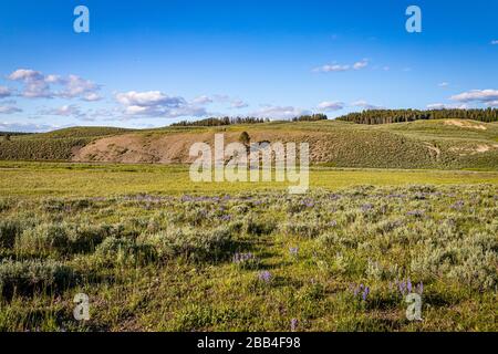 Bison grasen entlang des Yellowstone River im Yellowstone National Park in Wyoming. Stockfoto