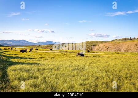 Bison grasen entlang des Yellowstone River im Yellowstone National Park in Wyoming. Stockfoto