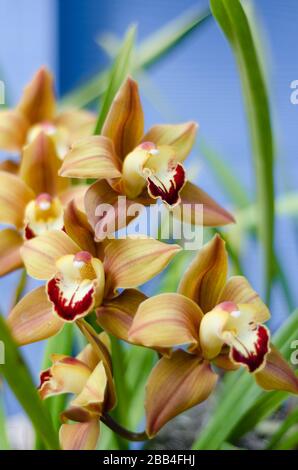 Gelbe und violette Cymbidium-Orchideen vor blauem Hintergrund Stockfoto