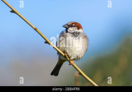 Erwachsene Männer Haus Sparrow (Passer domesticus) thront auf einem Ast im Frühling Sonnenschein. Stockfoto