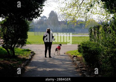 Eine Woche landesweiter Lockdown: Tag 5 des landesweiten Lockdowns und eine Frau läuft ihren Hund im örtlichen Park Croydon Surrey Stockfoto