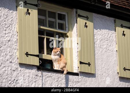 CAT saß auf Fensterbank Stockfoto