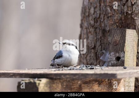 White-Breasted Kleiber Vogel in seiner Umgebung. Stockfoto