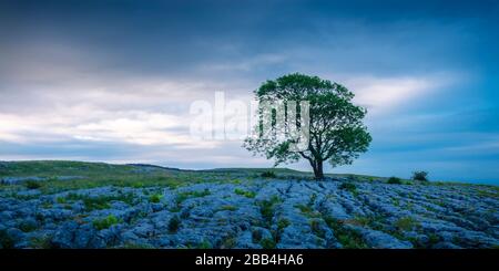 Einsamer Baum auf Gordale Scar Malham Craven North Yorkshire England Stockfoto