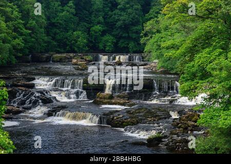 Aysgarth Upper falls Richmondshire North Yorkshire England Stockfoto