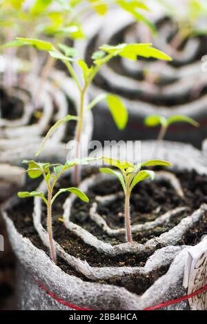 Tomatensämlinge. Junge Pflanzen in Kunststoffzellen, organische Gartenarbeit. Stockfoto