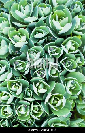 Grüner Echeveria Busch, Nahaufnahme Stockfoto