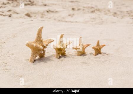 Große und kleine Seesterne an einem Strand. 4 Sterne stehen an sonnigen Tagen in Reihe auf goldenem Sand in der Nähe des Meeres. Konzentrieren Sie sich auf den ersten seastar, den flachen freiheitsgrad. Familiensamme Stockfoto