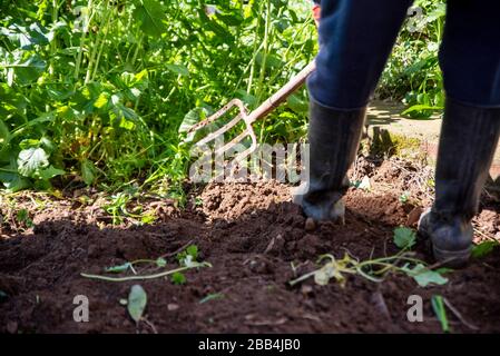 Der Mensch gräbt Federboden mit Spatinggabel. Arbeiten Sie in einem Garten Stockfoto