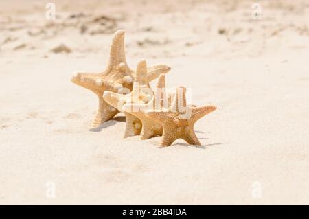 Große und kleine Seesterne an einem Strand. 4 Sterne stehen an sonnigen Tagen in Reihe auf goldenem Sand in der Nähe des Meeres. Konzentrieren Sie sich auf den ersten seastar, den flachen freiheitsgrad. Familiensamme Stockfoto