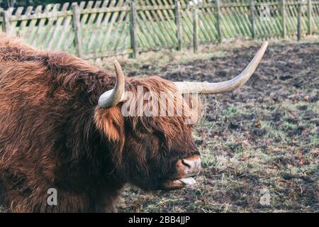 Highland Cattle (Kuh) auch als Langhaarige Highland Kuh, haarigen Kuh mit herausgestreckter Zunge Stockfoto