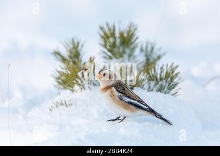 Schneebesen (Plectrophenax nivalis) im Schnee Stockfoto