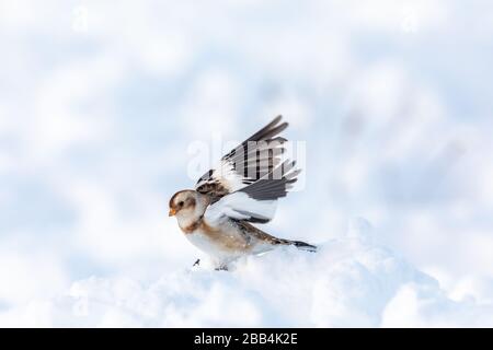 Schneebesen (Plectrophenax nivalis) im Schnee Stockfoto