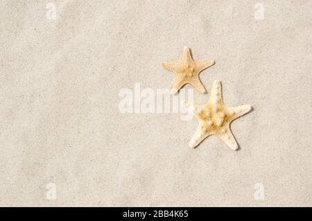 Seestern an einem Strand. Blick auf 2 Sterne auf goldenem Sand in der Nähe des Meeres. Sommerurlaub und Entspannungskonzept. Platz für Text kopieren. Sommerwallpaper Stockfoto