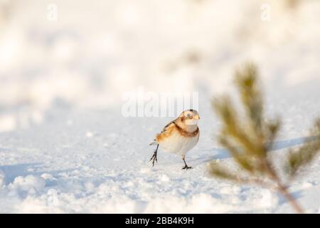 Schneebesen (Plectrophenax nivalis) im Schnee Stockfoto