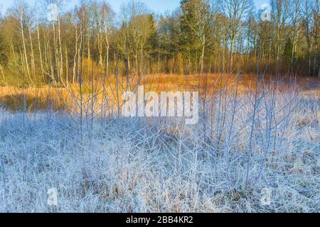 Frost auf Gras und Bäumen, Wettervorhersage Hintergrund Stockfoto
