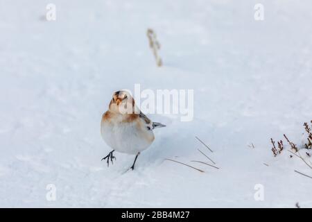 Schneebesen (Plectrophenax nivalis) im Schnee Stockfoto