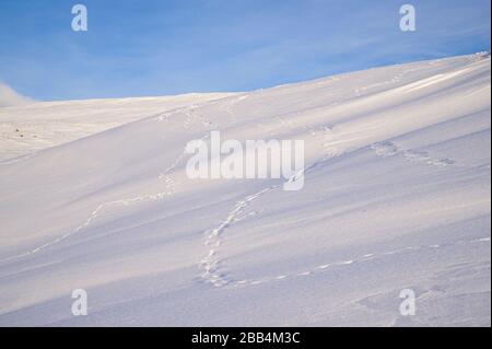 Polarfuchsspuren im Neuschnee (Vulpes lagopus). Hornstrandir, Island. März 2019 Stockfoto