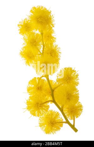 Mimosa (Silberwattle) sprig isoliert auf weißem Hintergrund. Stockfoto