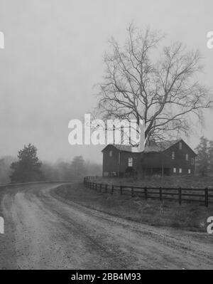 Eine massive Eiche überragt eine ländliche Scheune auf einer Weide an einem nebligen Frühlingmorgen entlang einer unbefestigten Straße in den Blue Ridge Mountains von Virginia Stockfoto