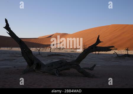 Surreale Landschaft von toten Bäumen auf einer Salzpfanne vor Sanddünen in Deadvlei, Namibia Stockfoto