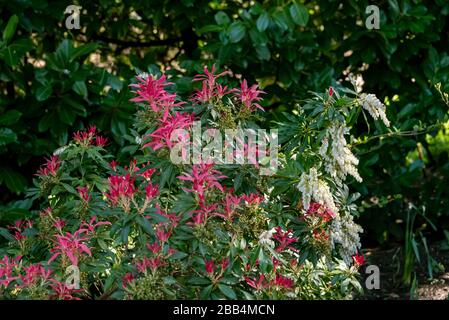 Waldflamme Pieris,Waldflamme Pieris floribunda,Ericaceae. Stockfoto