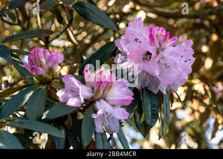 Rhododendron arboretum Ericaceae, baumähnlicher Rhododendron mit rosa Blüten. Stockfoto