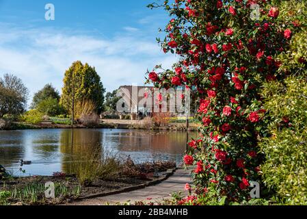 Hill Top Garden Royal Gartenbaugesellschaft Hyde Hall, Blick auf oberen Teich mit Gärtnerei Restaurant im Hintergrund. Camellia japonica. Stockfoto