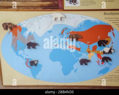 Skansen djurgården Schild brünbjörn, Braunbär - Stockholm, Schweden Stockfoto