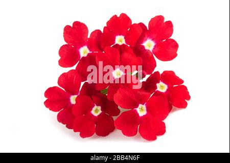 Rote vereitle Blumen isoliert auf weißem Hintergrund Stockfoto