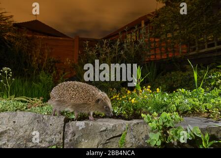 Europäischer Igel (Erinaceus europaeus), im städtischen Garten, Manchester, Großbritannien Stockfoto