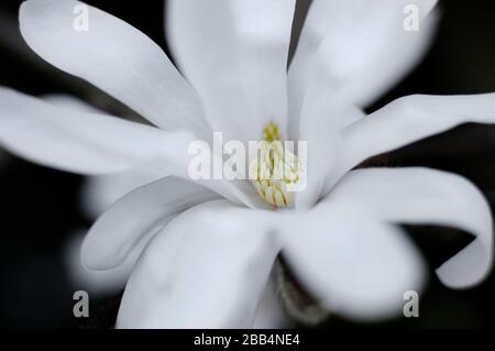 Weißer Stern magnolia stellata auf schwarzem Hintergrund Stockfoto