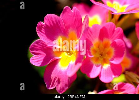 Magentafarbene und gelbe primulablüten auf schwarzem Grund Stockfoto