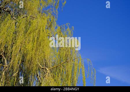 Weinender Weidenbaum auf blauem Himmelshintergrund Stockfoto