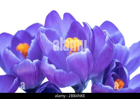 Crocus Blumen auf weißem Hintergrund Stockfoto