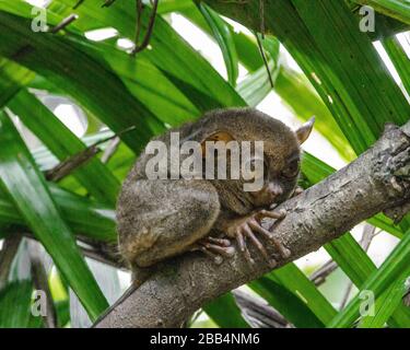 Der philippinische Tarsier (Carlito syrichta), in Cebuano und anderen Visayasprachen lokal als mawumag bekannt, magô in Waray[und mamag in Tagalog, Stockfoto