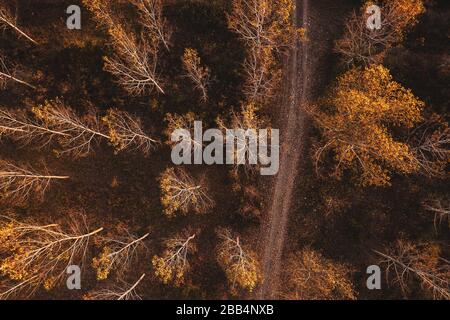Leere Straße durch Baumwollbaum herbstlicher Wald, Dronfotografie von oben Stockfoto