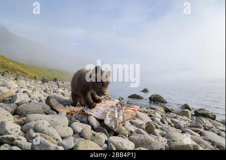 Arktischfuchs (Vulpes lagopus) Jungtiere, die sich am Strand von Kabeljau ernähren. Hornvik, Westfjorde, Island. Juli 2019 Stockfoto