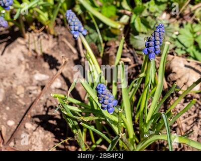 Blaue Traubenhyazinthen im Garten Stockfoto