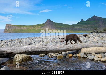 Polarfuchs (Vulpes lagopus). Hornvik, Westfjorde, Island. Juli 2019 Stockfoto