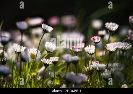 Gemeinsame Gartendaisien (Bellis Perennis) badeten am frühen Morgen bei Sonnenschein im Frühling auf Korsika Stockfoto