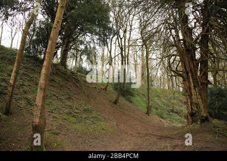 Erdbaumaßnahmen auf dem Hügelfort von Wychbury, einem Hügelfort aus der Eisenzeit in Hagley, Worcestershire, England, Großbritannien. Stockfoto