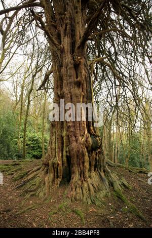 Ancient Yew Tree (taxus baccata), der auf Wychbury Hill, Hagley, Worcestershire, England, Großbritannien wächst. Stockfoto