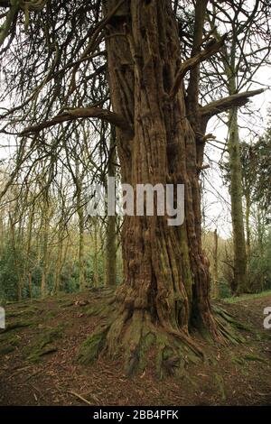 Ancient Yew Tree (taxus baccata), der auf Wychbury Hill, Hagley, Worcestershire, England, Großbritannien wächst. Stockfoto